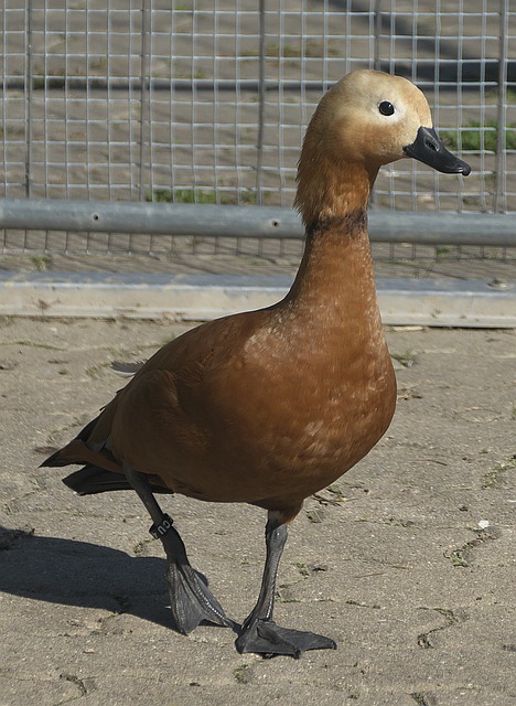 场安